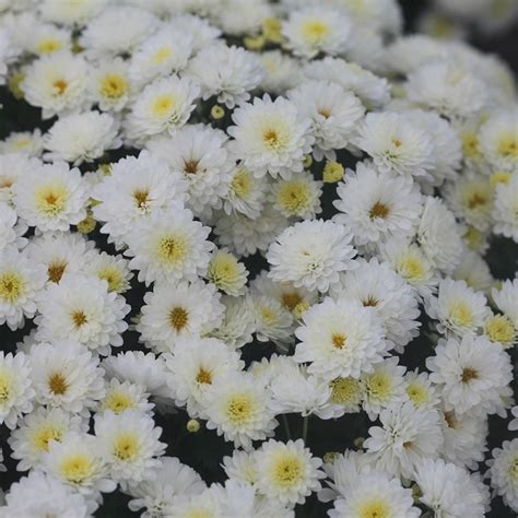 Buy Pot Mum Chrysanthemum Jasoda White Pbr £1299 Delivery By Crocus