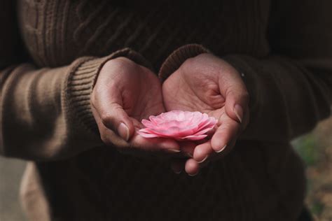 5184x3456 5184x3456 Pink Flower Holding Hands Hand Person