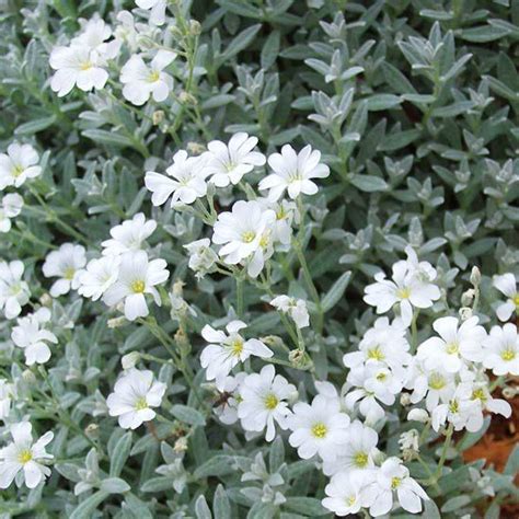 Best Silver Leaf Plants For Your Garden Better Homes And Gardens