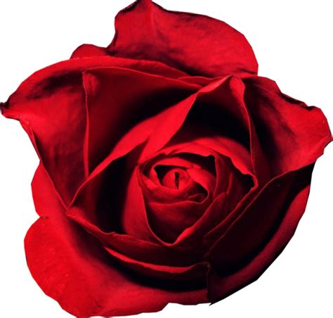 Red Rose Psd Official Psds
