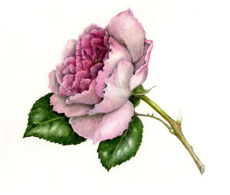 How To Draw A Realistic Three Dimensional Rose Draw Botanical Llc
