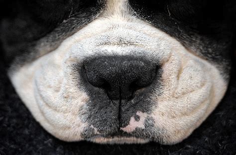 Big Nose Dog Nose Dogs Boxer Dogs