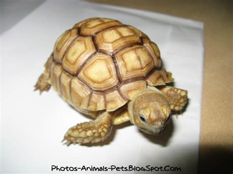 Cute Baby Turtles Pictures Photos Animals