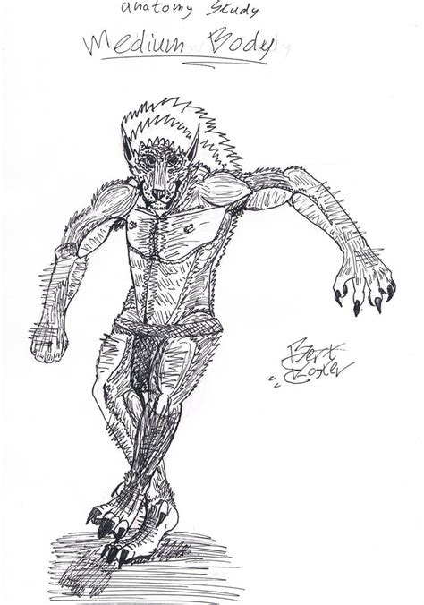 Medium Werewolf Body Anatomy By Shirogu5 On Deviantart