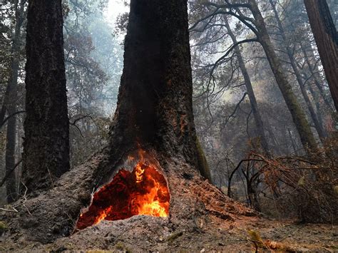 The Forest Is Resetting California Wildfires Burned Hundreds Of