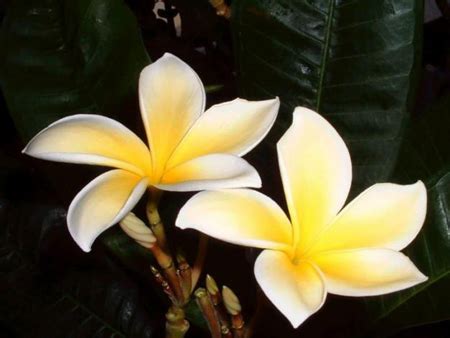Maybe you would like to learn more about one of these? Tarocchi e Fiori di Bach | RICERCHE NATUROPATICHE
