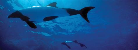 All About Commersons Dolphins Habitat And Distribution Seaworld