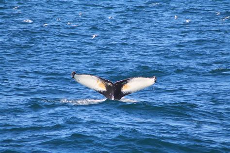 Whale Watching And Northern Lights 2 Tour Deal Guide To