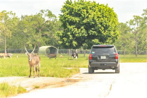 Safari Drive Through Park Cars Driving Near Animals In Cage Free