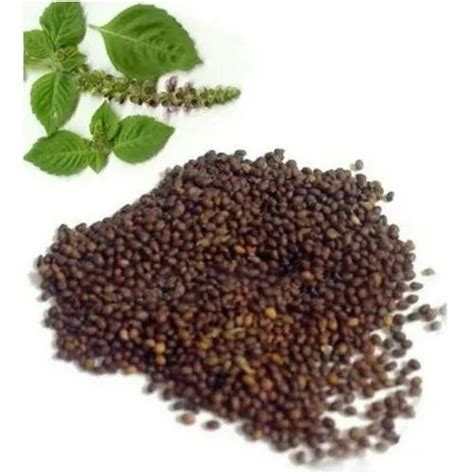 Organic Tulsi Seeds Pack Size 1 Kg 15 Kg At Rs 85kilogram In