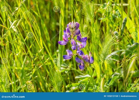 Close Up Of Lupine Flowers Blooming Among Tall Grass California Stock