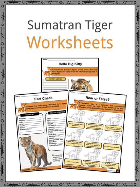 Sumatran Tiger Facts Worksheets Taxonomy And Etymology For Kids