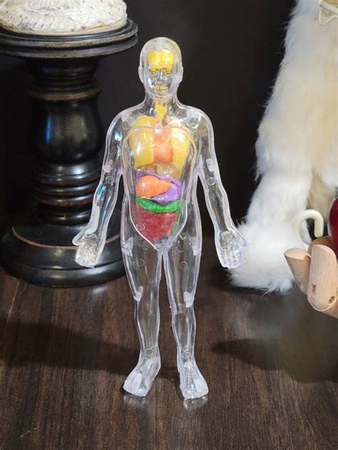 Clear Plastic Human Body Model Anatomy Invisible Man Etsy