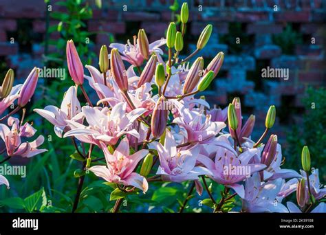Pink Lilies Lilium Arbatax Longiflorum Asiatic Lily Formal Garden
