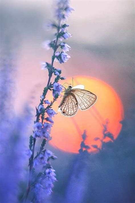 Butterfly Butterfly Paisaje Beautiful Nature Nature Photography