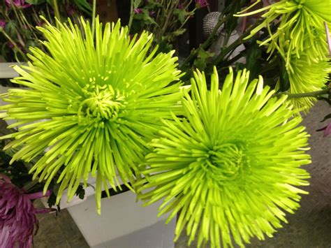 Sep 17, 2020 · the gardening experts at hgtv share winning plants, trees, shrubs and grasses for beautiful color during the fall. Green Spider Mums. These are a favorite to brighten up any ...