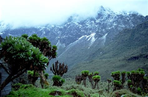 Rwenzori Mountains Of Uganda