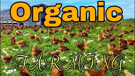 Start Low Scale Poultry Farming And Make Money With Organic Farming