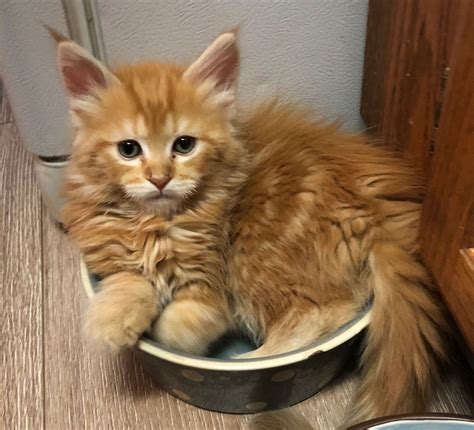 Find out all you need to know before you bring kitty home. Ginger Maine Coon Kittens For Sale Near Me