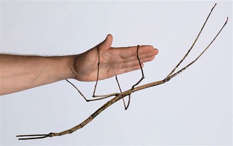 We conclude that 2 feet is equivalent to 24 inches: This insect is TWO FEET long | Sierra Club