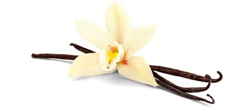 Vanilla Beans Benefits Uses And More Healthy Directions