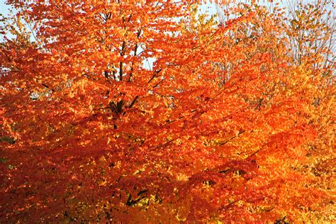 Tree Texture Fall Colors Leaf Orange Autumn Texture X