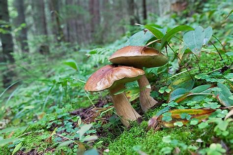 Where Do Mushrooms Grow Worldatlas