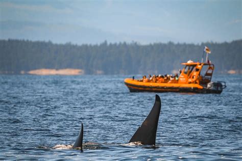 2023 Whale Watching Nanaimo Open Boat Tour