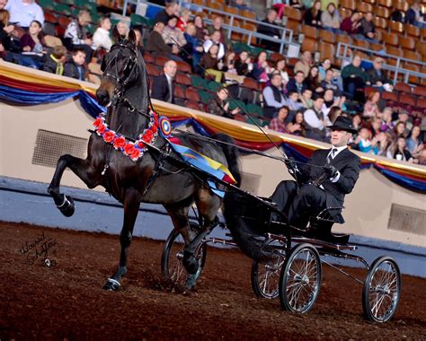 Dragonsmeade Belledujour World Champion Park Harness 3 Yr Morgan