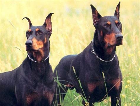 march  dog german shepherds