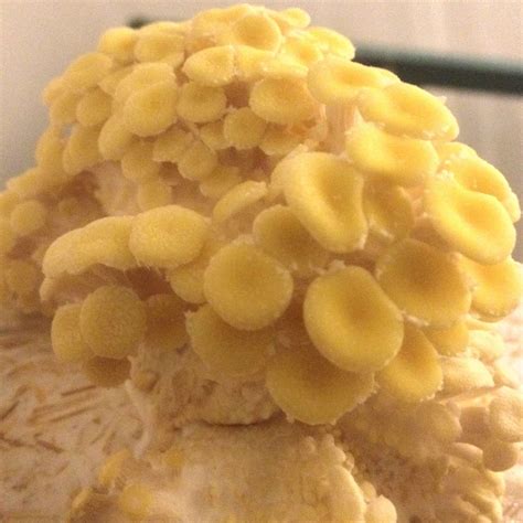 Oyster Or Cobweb Mold Gourmet And Medicinal Mushrooms Shroomery