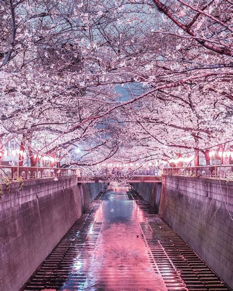 A Beautiful Cherry Blossom Season In Tokyo Japan By Florianreichelt