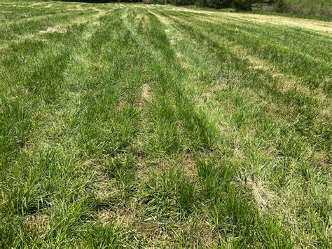 Managing Volunteer Annual Ryegrass In A Newly Established Tall Fescue