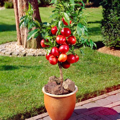 Fruit Trees In Planters Tips For Growing Citrus Trees In Pots Kellogg