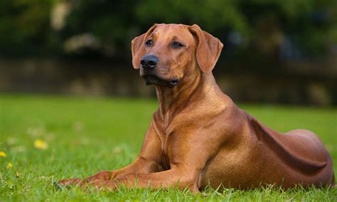 Rhodesian Ridgeback Breed Characteristics Care And Photos Bechewy