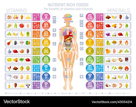 Vitamin Mineral And Human Body Infographic Vector Image