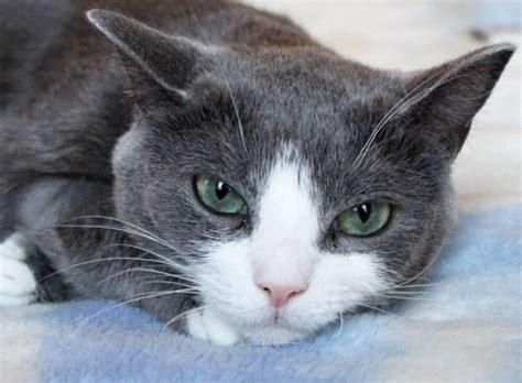 Learn about its price, personality, lifespan, grooming, shedding, and more. 50 Grey and White Cat Names | Grey and white cat, White ...