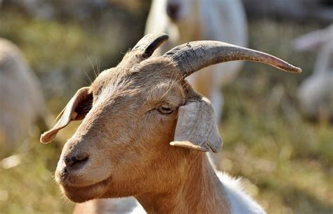 Goat Billy Goatee Farm Free Photo On Pixabay Goats Goat Farming