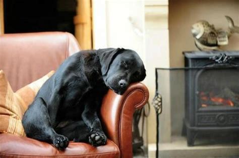 “they Told Me The Big Black Labs Name Was Reggie As I