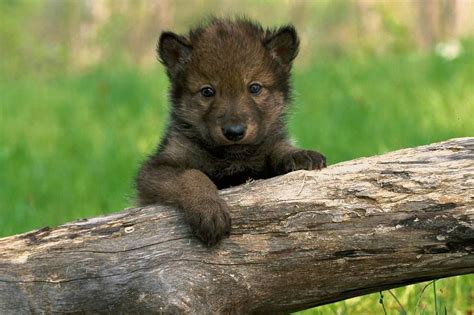 Just So Cute Nature Has A Way Of Making Things So Desirable Wolf