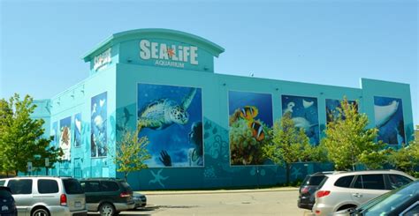 4000 baldwin road, auburn hills, mi 48326 zoom in (+) to see interstate exits, restaurants, and other attractions near hotels. Sea Life Michigan Welcomes Benson the Sea Turtle