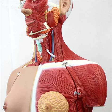 4d Anatomical Assembly Model Of Human Organs Swablue Shop