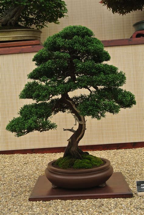 Oldest Bonsai Tree Price