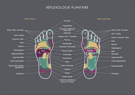 La Réflexologie Cest Quoi Vole Comme Le Papillon