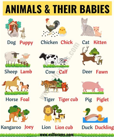 Uncover The Animal Kingdom A Kids Guide To Animal Names