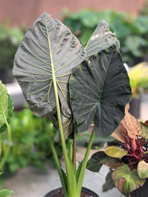 Alocasia Regal Shield Care How To Care For This Stunning Tropical