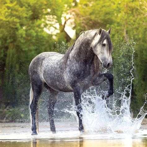 Auf dieser seite findet jungen sowie mädchen verschiedene kostenlose malvorlagen zum thema pferde und ponys. Ausmalbilder Pferde Für Whatsapp | Bilder und Sprüche für ...