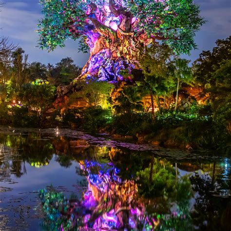 2005 k tel official lyrics by. Tree of Life Reflections 2 - Disney World Images | William ...
