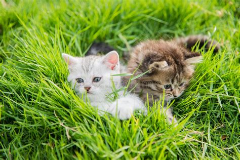 Two Kittens Playing Stock Image Image Of Domestic Nature 57298475