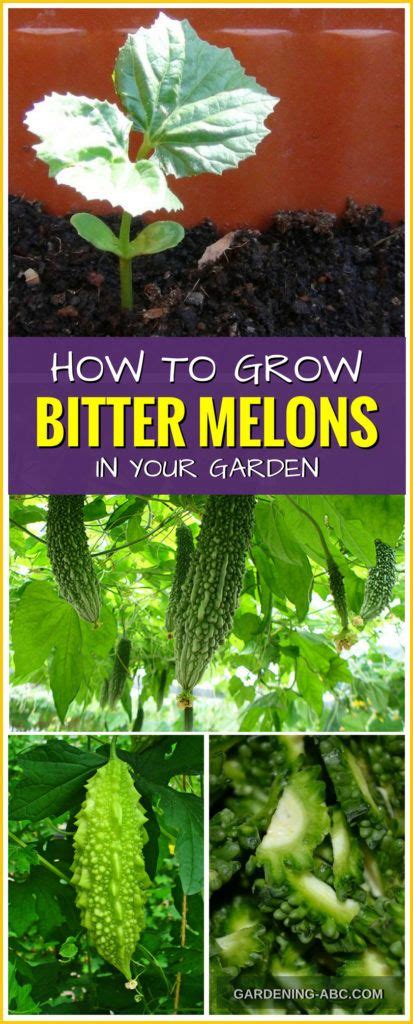 How To Grow Bitter Melons A Guide From Planting To Harvesting Bitter Melon Fast Growing